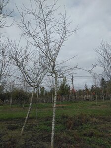 Prunus d. 'Reine Claude Crottée' = Verte= Dorée 20-25 STA WRB 3 X V bottom grafted