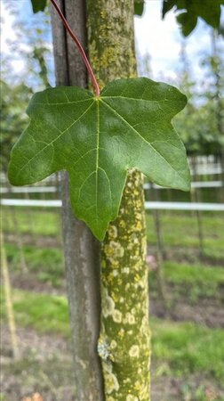 Acer campestre 'Huibers Elegant' 12-14 Hoogstam draadkluit 2 X verplant - afbeelding 1