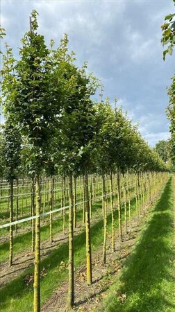 Acer campestre 'Huibers Elegant' 12-14 Hoogstam draadkluit 2 X verplant - afbeelding 2