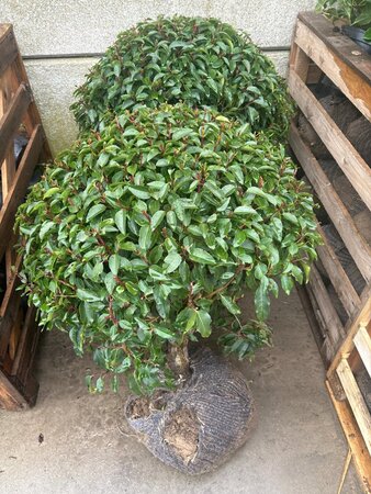 Prunus lusitanica 'Angustifolia' 70 cm met kluit bol