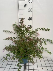 Abelia 'Edward Goucher' geen maat specificatie cont. 2,0L - afbeelding 1