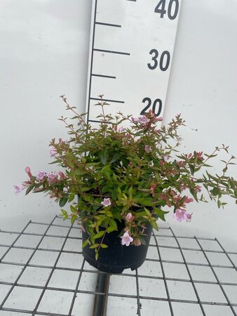 Abelia 'Edward Goucher' geen maat specificatie cont. 2,0L