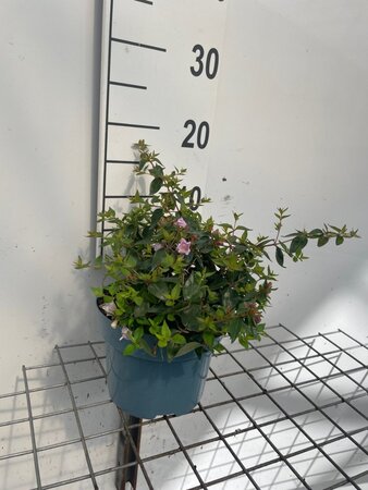 Abelia 'Edward Goucher' geen maat specificatie cont. 2,0L - afbeelding 2