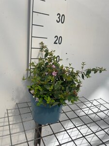 Abelia 'Edward Goucher' geen maat specificatie cont. 2,0L - afbeelding 2