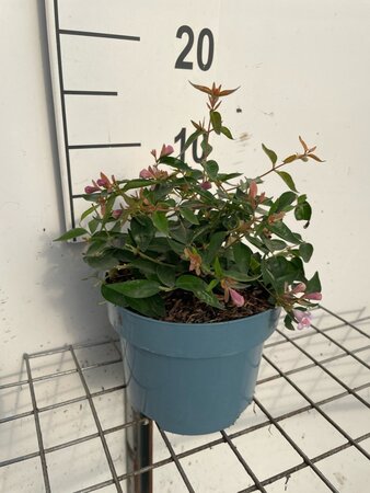 Abelia 'Edward Goucher' geen maat specificatie cont. 2,0L