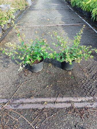 Abelia grandiflora 30-40 cm cont. 3,0L - image 2