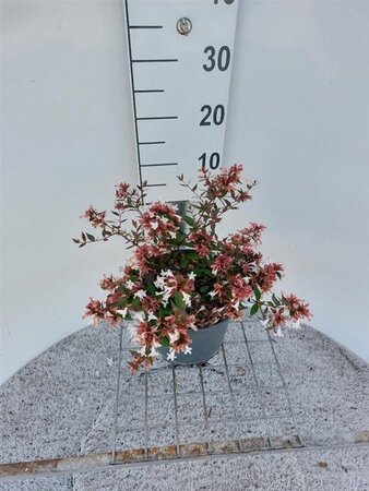 Abelia grandiflora 30-40 cm cont. 3,0L - image 1