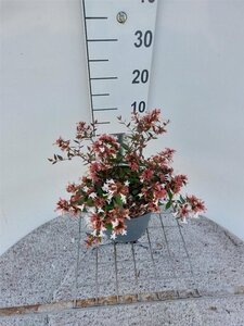 Abelia grandiflora 30-40 cm cont. 3,0L