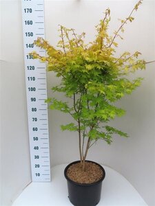 Acer pal. 'Summer Gold' 100-125 cm cont. 20L