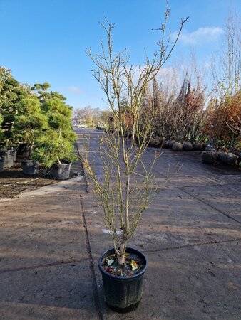 Acer pal. 'Summer Gold' 125-150 cm cont. 20L - afbeelding 3