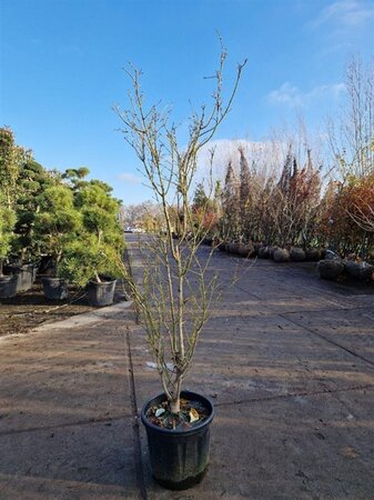 Acer pal. 'Summer Gold' 125-150 cm cont. 20L - afbeelding 2