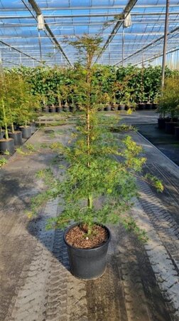 Acer pal. 'Emerald Lace' 100-125 cm cont. 20L - afbeelding 1
