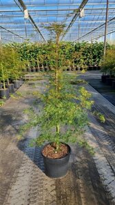 Acer pal. 'Emerald Lace' 100-125 cm cont. 20L - afbeelding 1