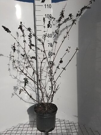 Buddleja d. 'Ile de France' 80-100 cm cont. 7,5L - afbeelding 2