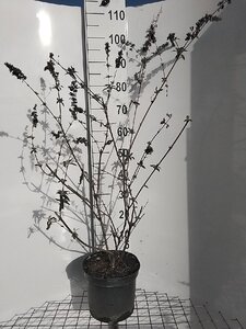 Buddleja d. 'Ile de France' 80-100 cm cont. 7,5L - afbeelding 2