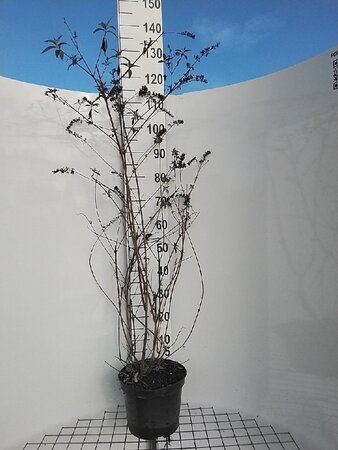 Buddleja d. 'Royal Red' 80-100 cm cont. 7,5L - afbeelding 1