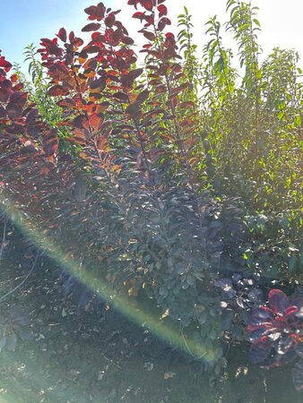 Cotinus cog. 'Royal Purple' 125-150 cm met kluit - afbeelding 4