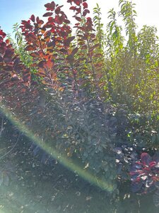 Cotinus cog. 'Royal Purple' 125-150 cm met kluit - afbeelding 4