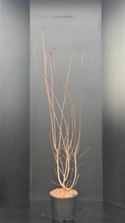 Cotinus cog. 'Royal Purple' 125-150 cm met kluit - afbeelding 3