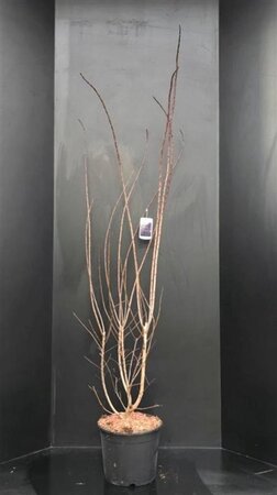 Cotinus cog. 'Royal Purple' 150-175 cm met kluit - afbeelding 2