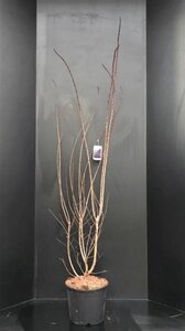 Cotinus cog. 'Royal Purple' 150-175 cm met kluit - afbeelding 2
