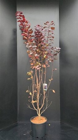 Cotinus cog. 'Royal Purple' 150-175 cm met kluit - afbeelding 1