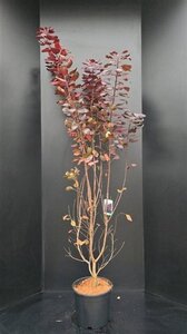 Cotinus cog. 'Royal Purple' 150-175 cm met kluit