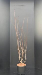 Cotinus cog. 'Royal Purple' 150-175 cm met kluit - afbeelding 3