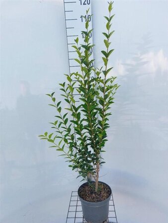 Ligustrum ovalifolium 80-100 cm cont. 4,0L