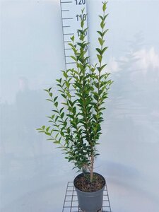 Ligustrum ovalifolium 80-100 cm cont. 4,0L