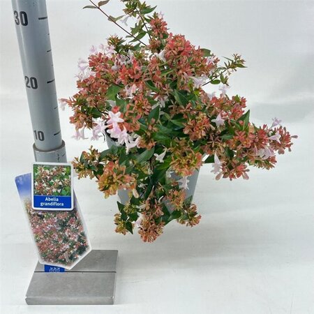 Abelia grandiflora 25-30 cm cont. 3,0L - afbeelding 1