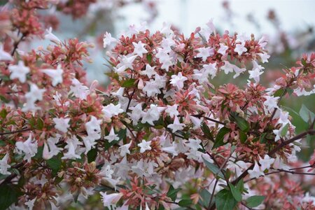 Abelia grandiflora 25-30 cm cont. 3,0L - afbeelding 4