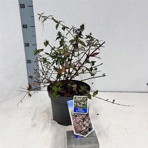 Abelia grandiflora 25-30 cm cont. 3,0L - afbeelding 2