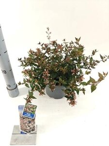 Abelia grandiflora 25-30 cm cont. 3,0L - afbeelding 3