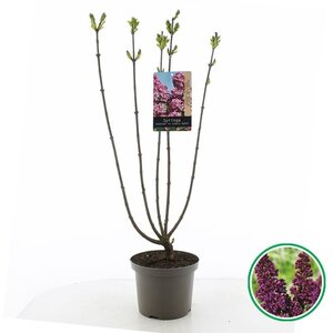 Elaeagnus ebbingei 150-175 cm met kluit - afbeelding 2