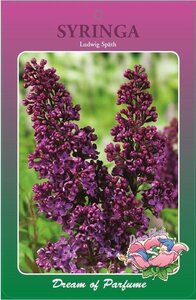 Elaeagnus ebbingei 150-175 cm met kluit - afbeelding 3