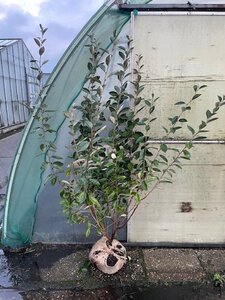 Elaeagnus ebbingei 150-175 cm met kluit