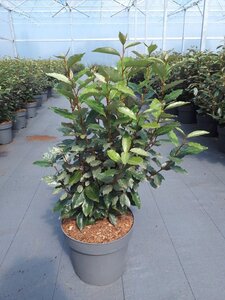 Elaeagnus ebbingei 60-80 cm cont. 10L