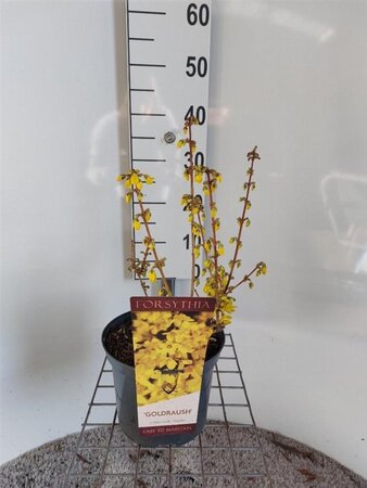Forsythia intermedia 'Goldrausch' 40-60 cm cont. 4,0L
