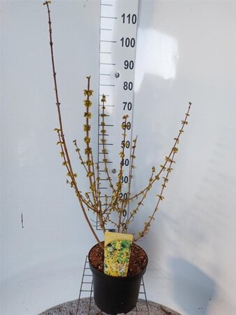 Forsythia intermedia 'Goldrausch' 60-80 cm cont. 7,5L
