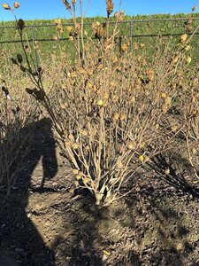 Hibiscus syr. White Chiffon 80-100 cm met kluit