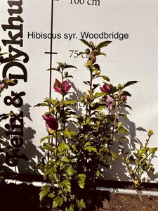 Hibiscus syr. 'Woodbridge' ROZE 60-80 cm met kluit