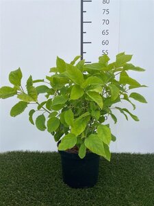 Hydrangea a. 'Annabelle' 40-50 cm cont. 3,0L