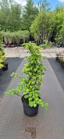 Hydrangea anomala petiolaris 60-80 cm cont. 10L - afbeelding 6