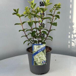 Hydrangea pan. Bobo geen maat specificatie cont. 3,0L