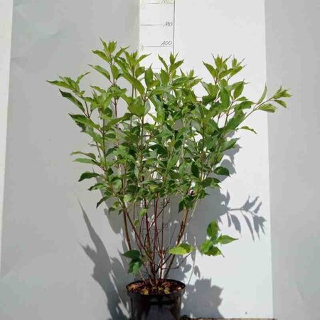 Hydrangea pan. 'Kyushu' 60-80 cm cont. 5,0L