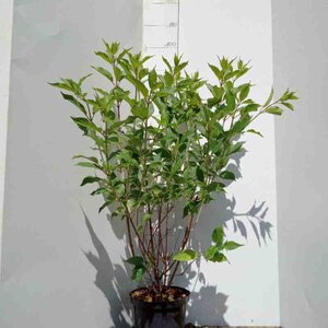 Hydrangea pan. 'Kyushu' 60-80 cm cont. 5,0L