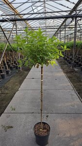 Hydrangea pan. 'Limelight' 80 cm stam cont. 10L