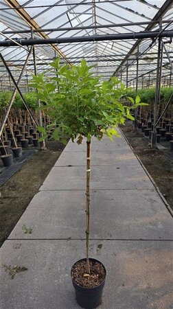 Hydrangea pan. 'Limelight' 80 cm stam cont. 10L - afbeelding 1