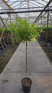 Hydrangea pan. 'Limelight' 80 cm stam cont. 10L